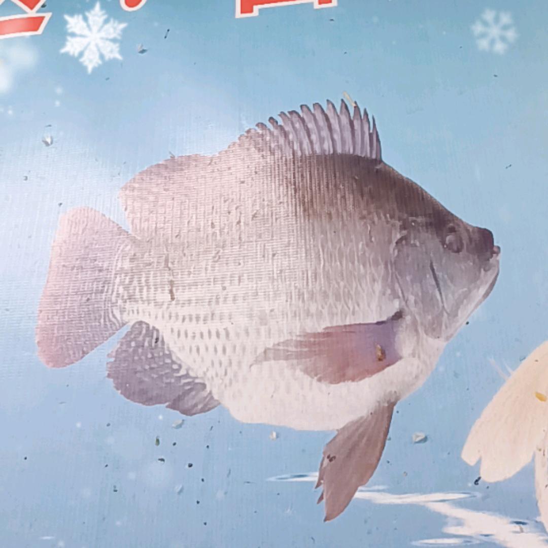 鱼🐠