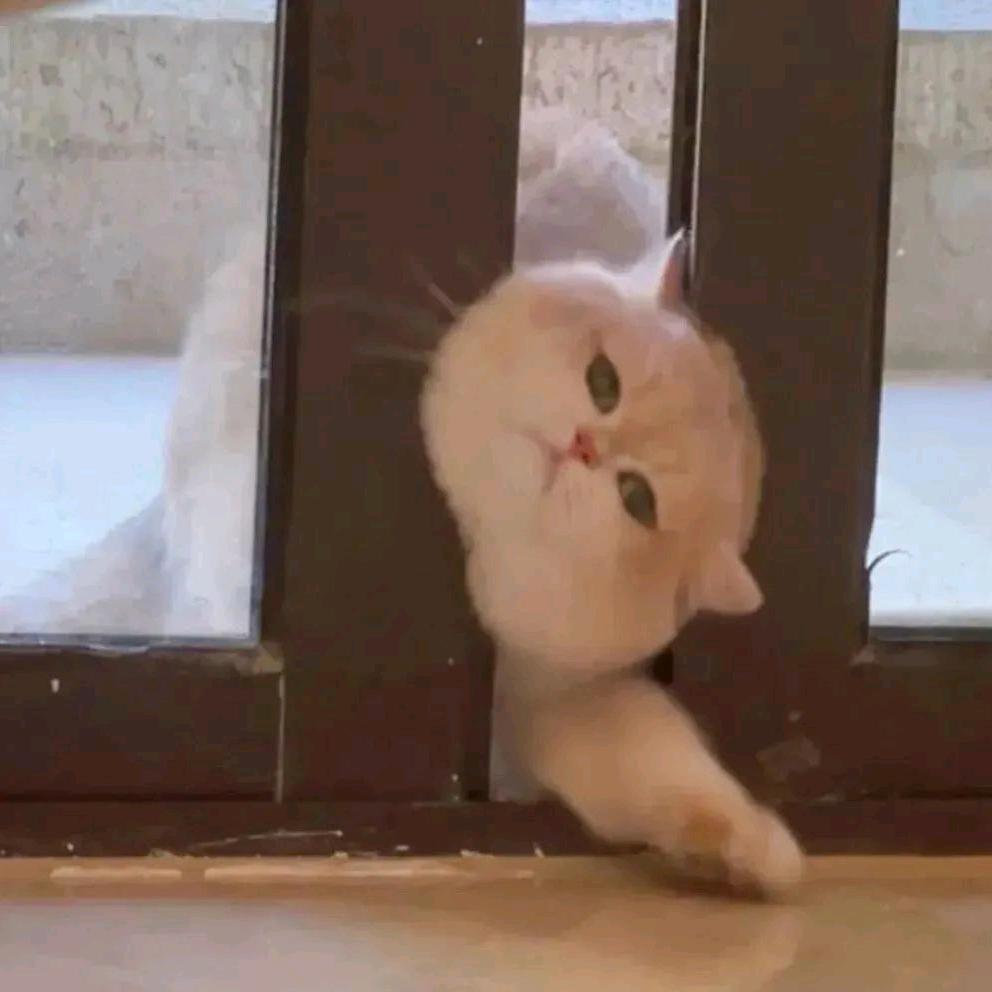 计算机考研猫