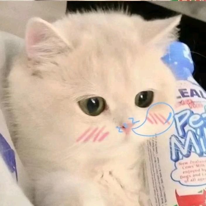 芋泥猫猫