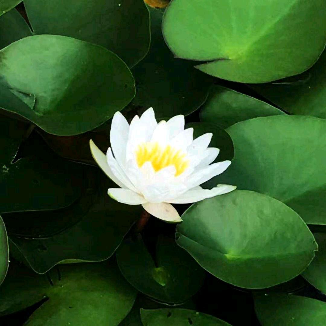 修心莲花