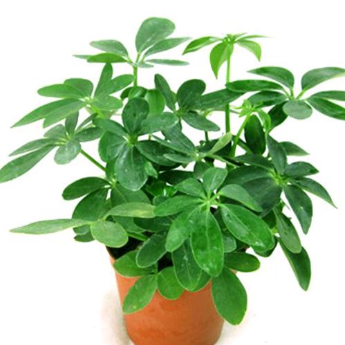 襄汾鹏恩畜牧兽医技术服务