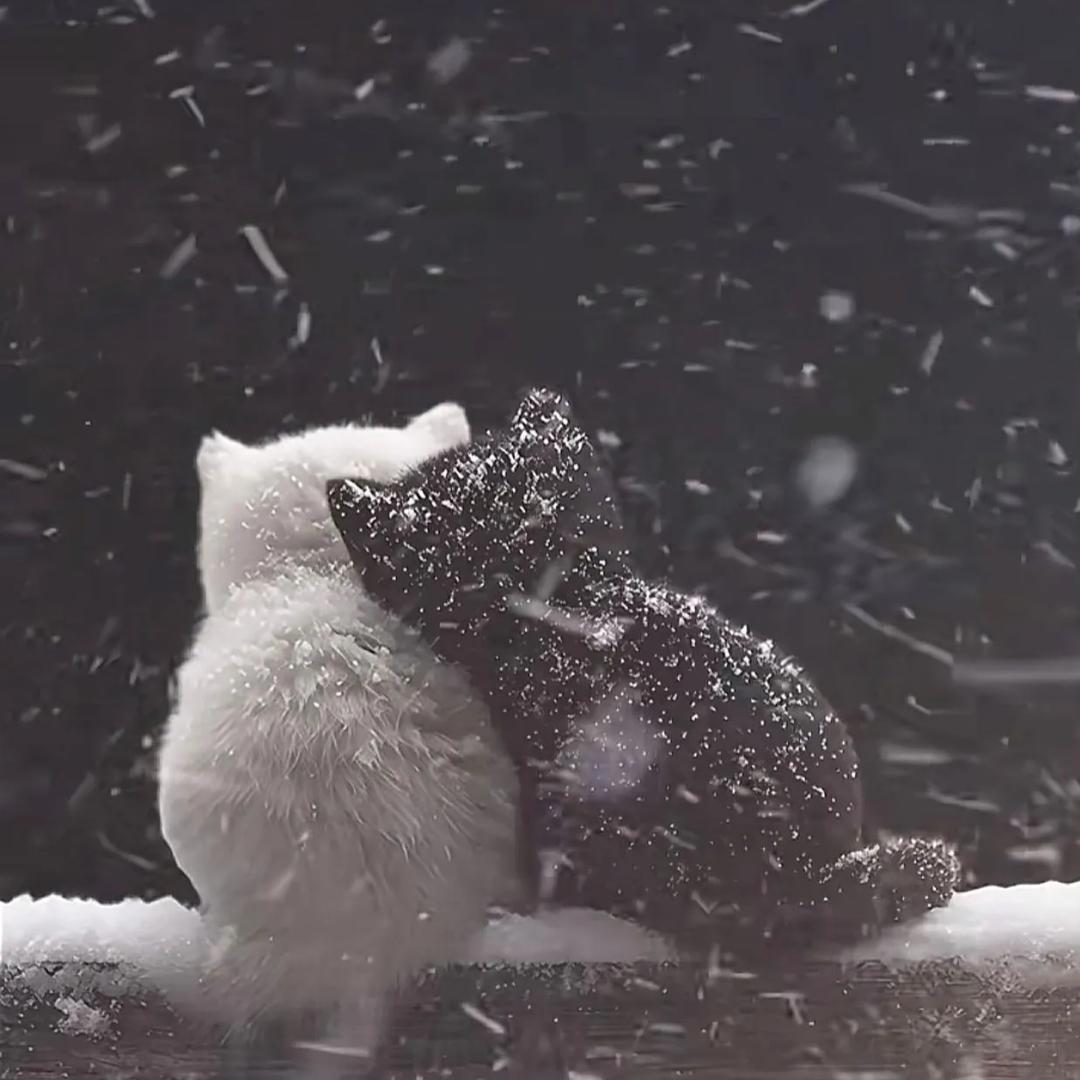 犟种٩( '小姐♥