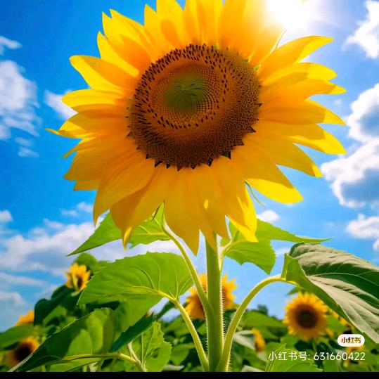 奔跑的🐌  （收徒）