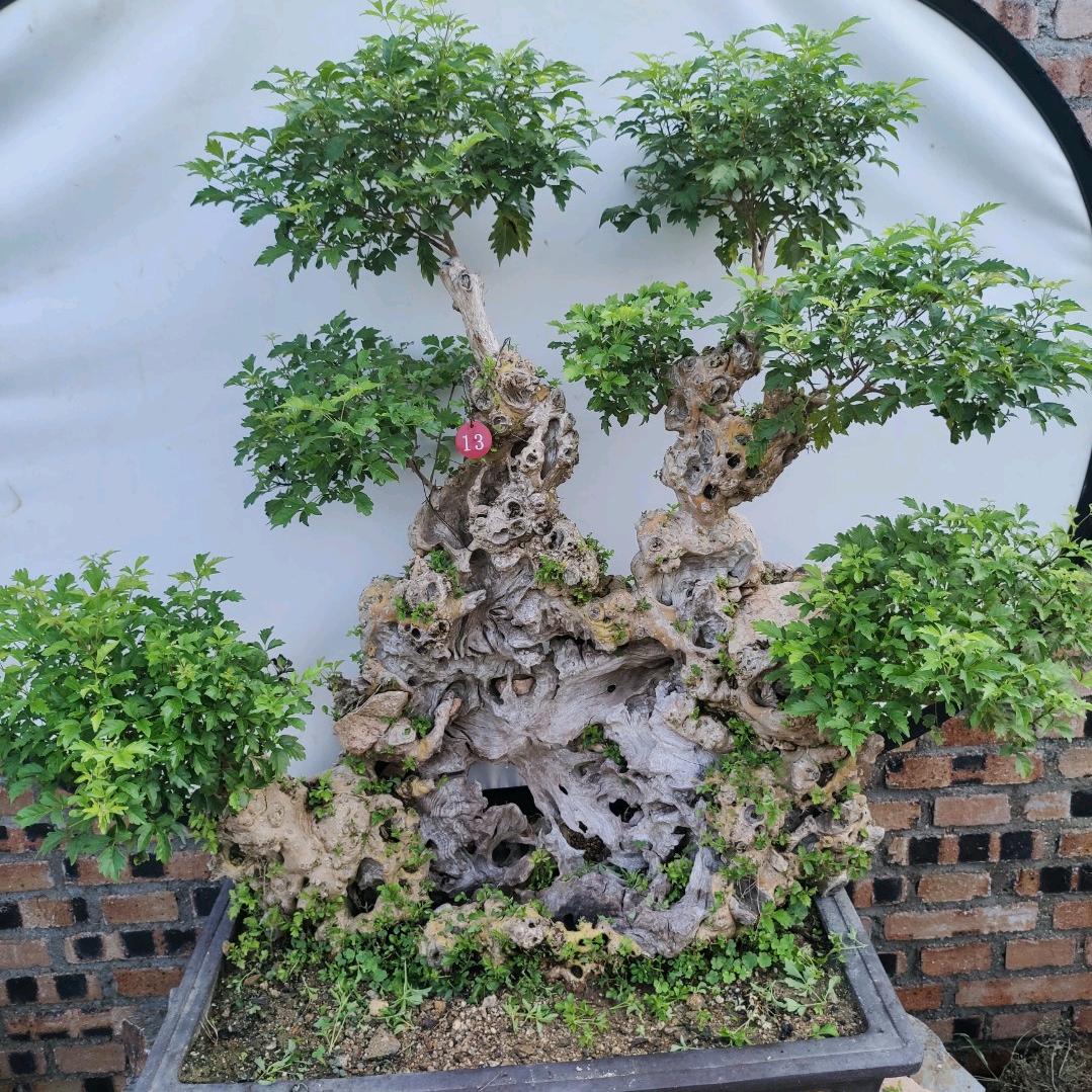 黄荆盆景