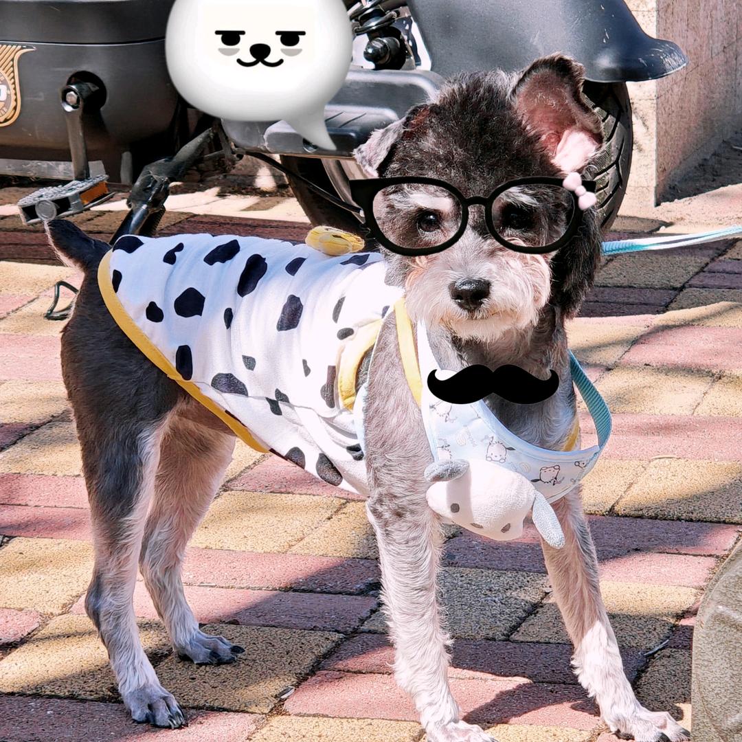 嘟嘟的日常生活