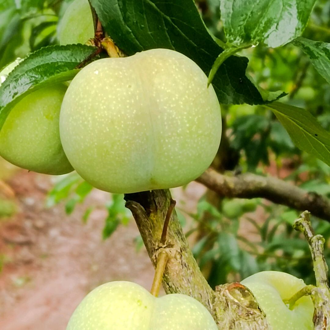 平平淡淡用户323485