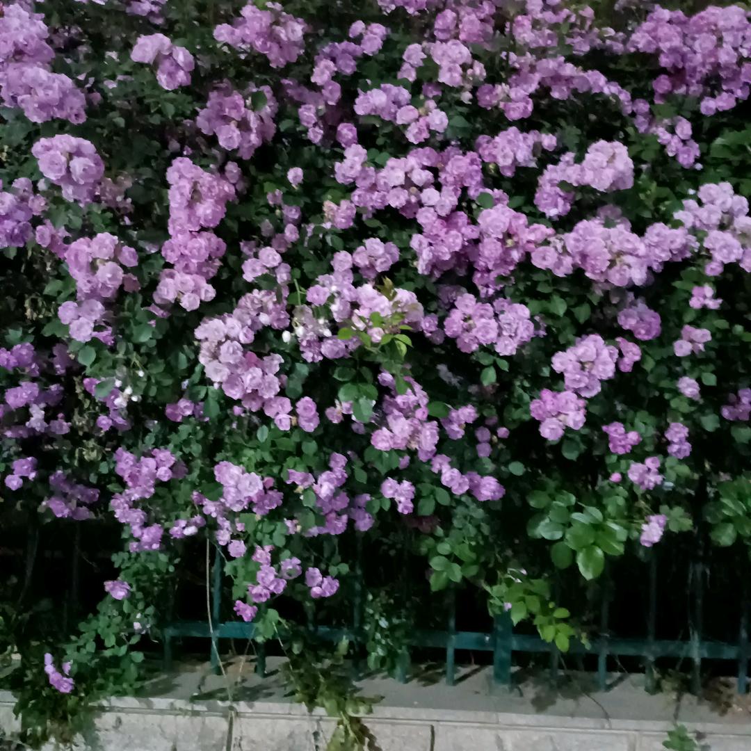 城南花开果果赛