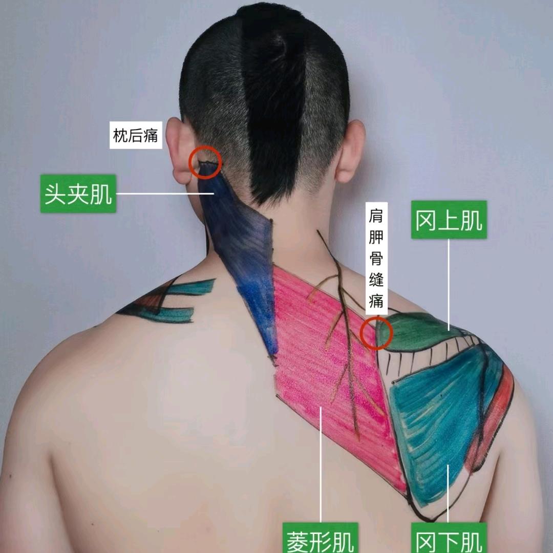 老刘说体态