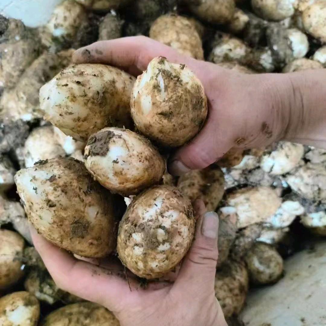 天麻种植关老师