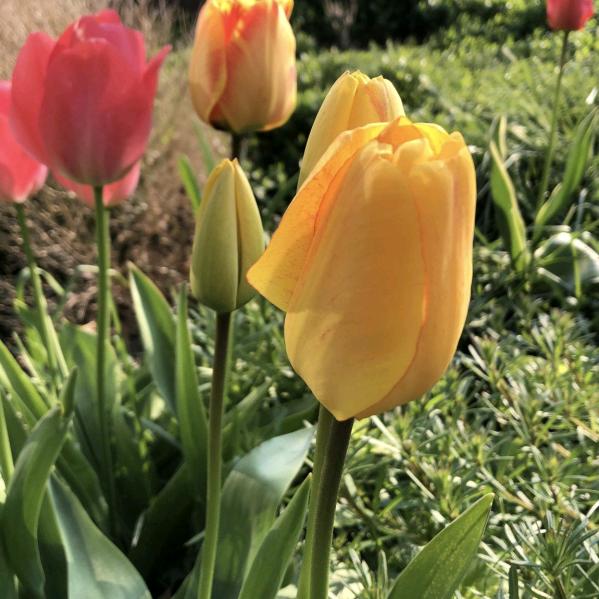 亮亮的温馨小铺FPv