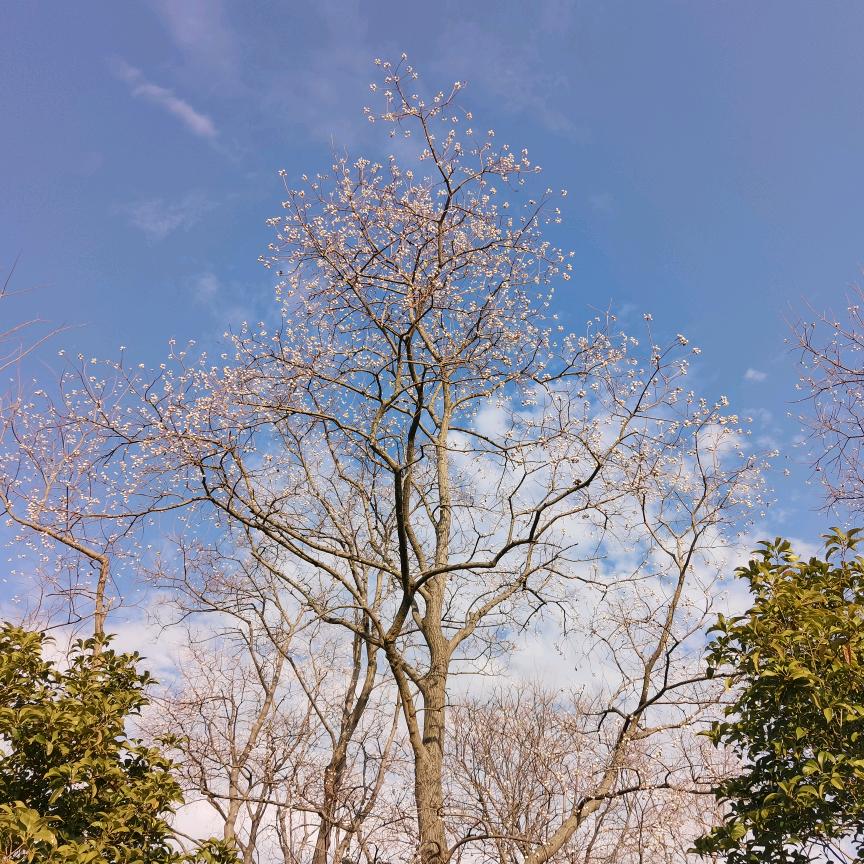 春暖花漫天