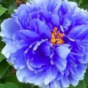 芙蓉花园🌺