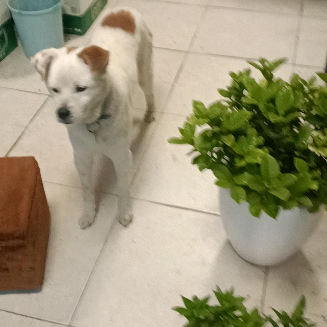 秋装