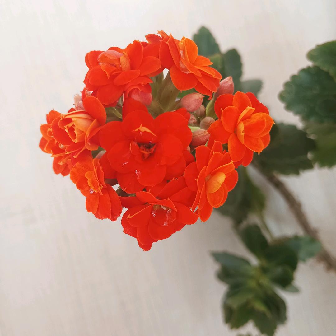 平安好