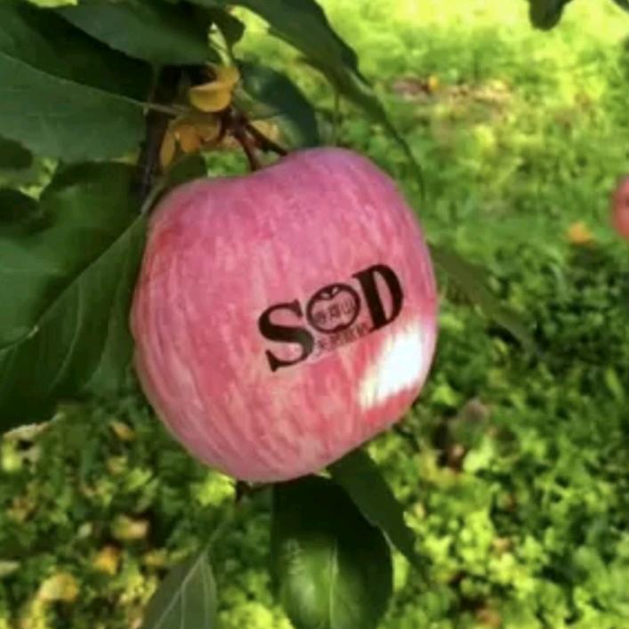 冷剑水果供应链