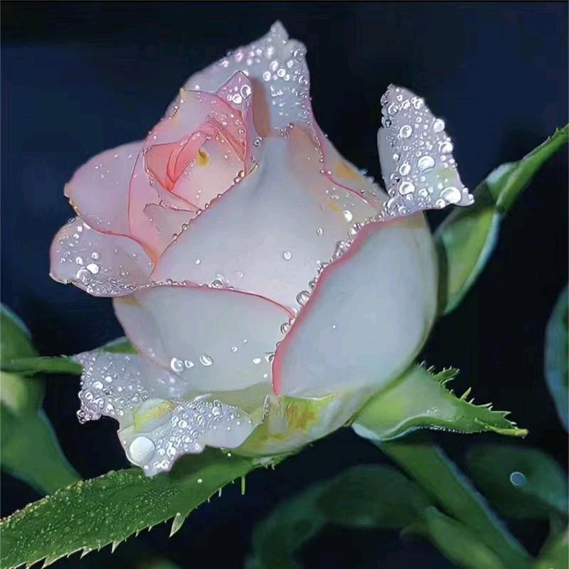 芽儿