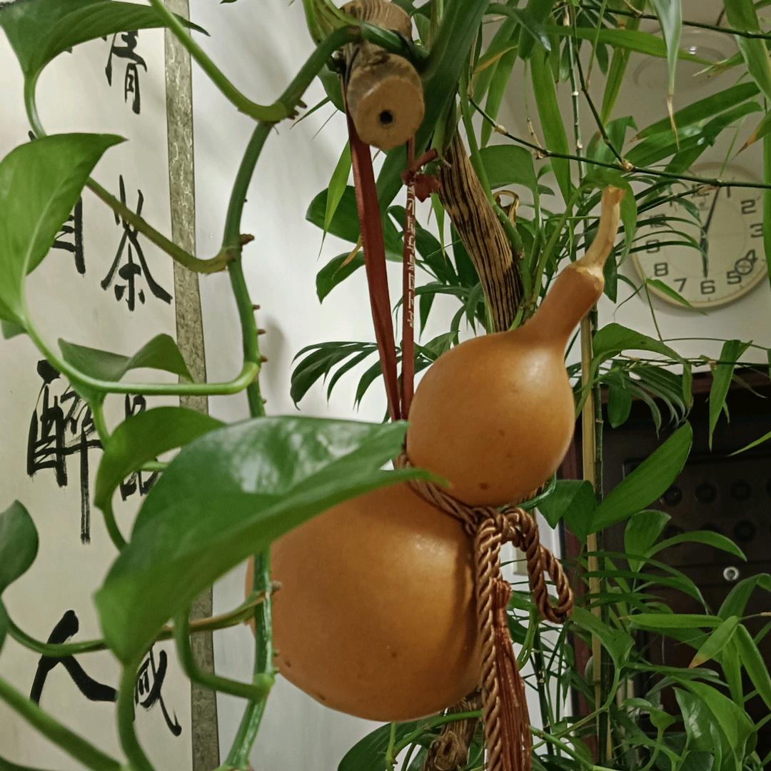 老松丁