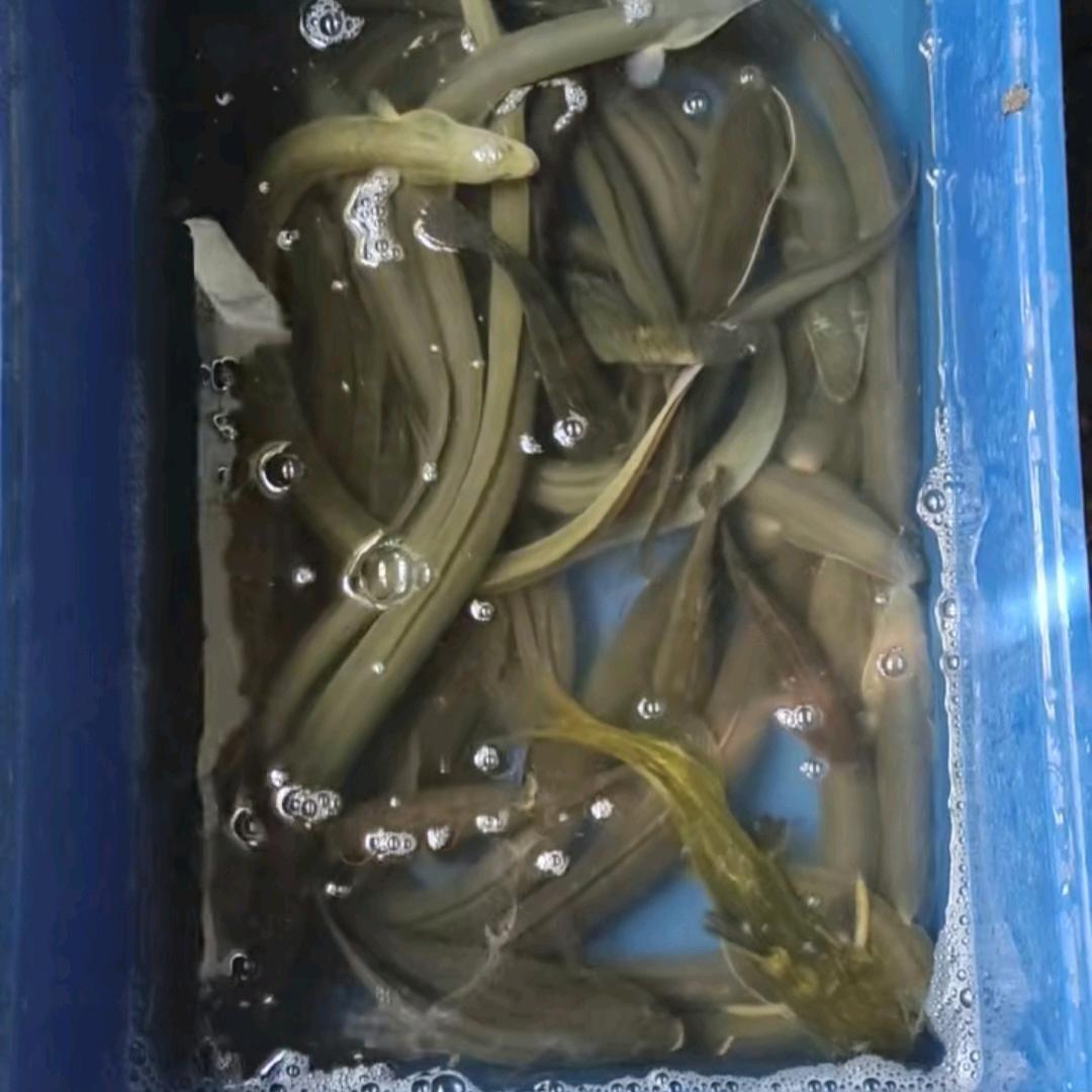 绰号“平头哥”上海支流未签约钓鳗🐟
