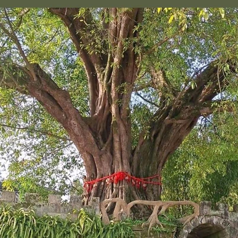 花桥