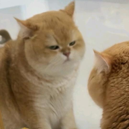 戳戳