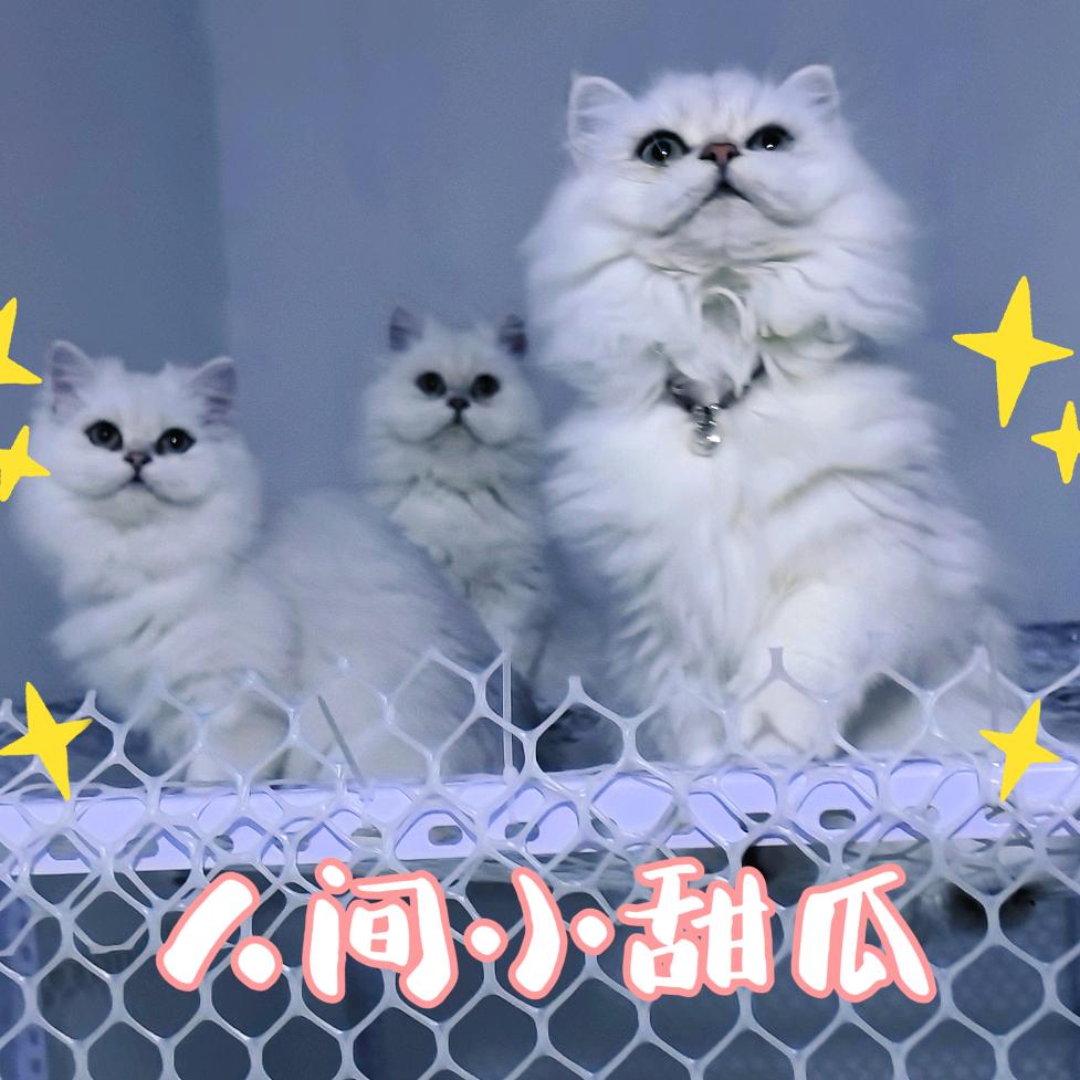 爱猫咪的普拉提教练