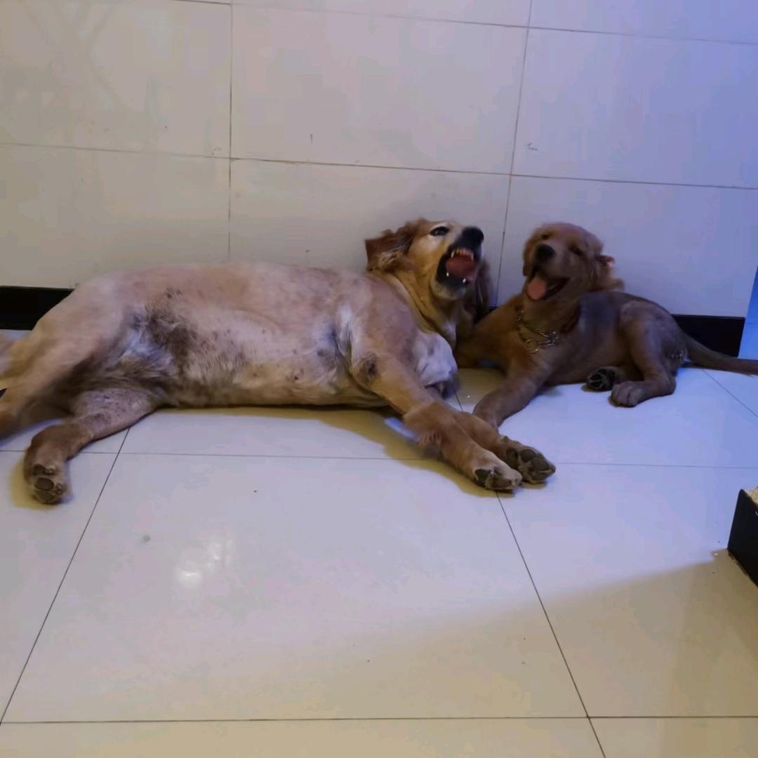 何豆豆💋🐕