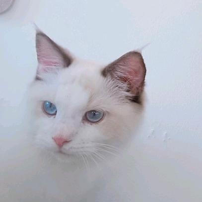 世界上最聪明的人