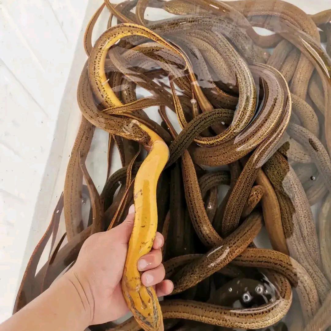 户外抓鳝鱼阿宾