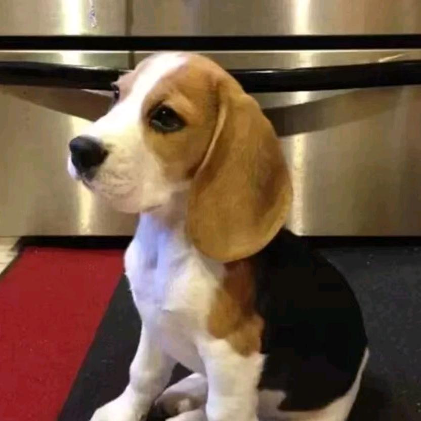 比格犬舍