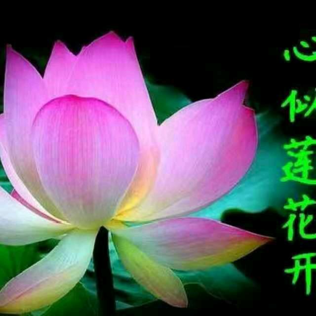 张新征