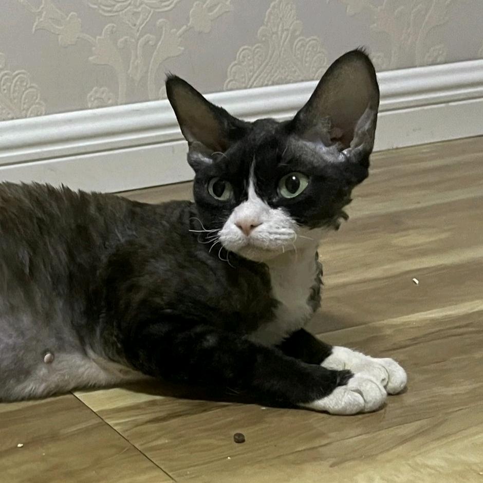 發财家德文卷毛猫