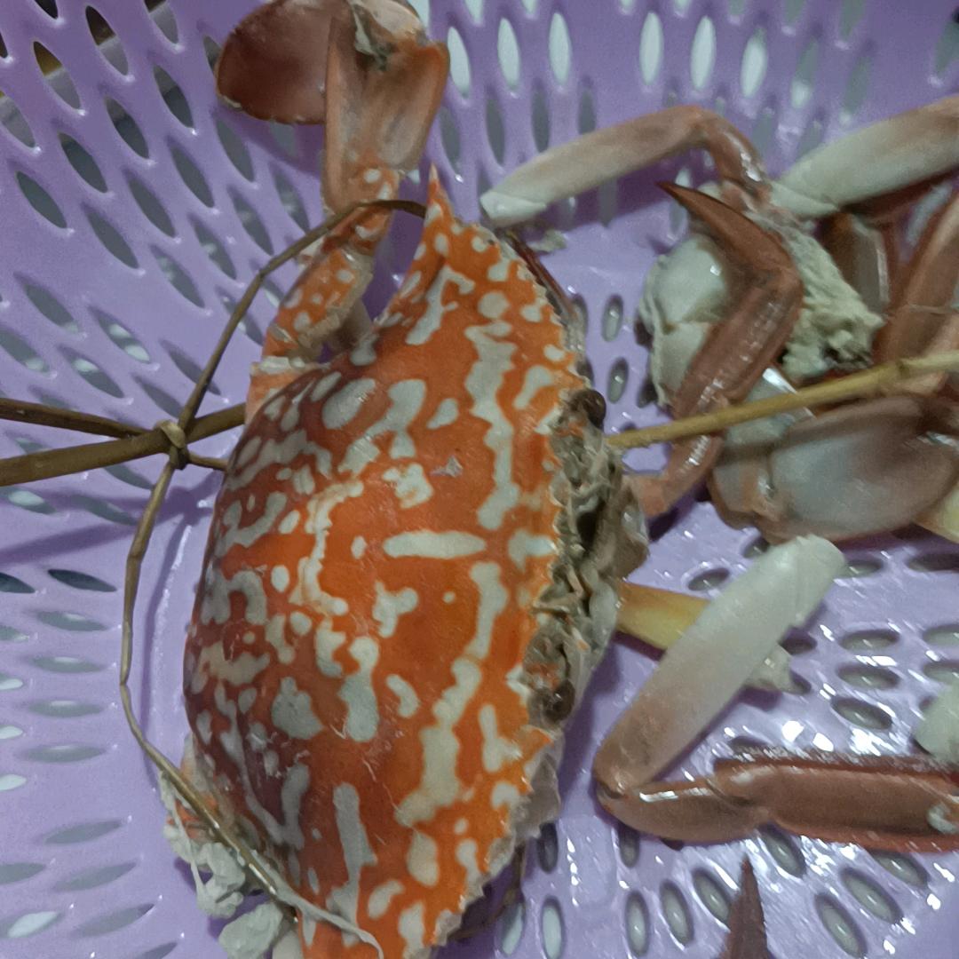 小陈晨