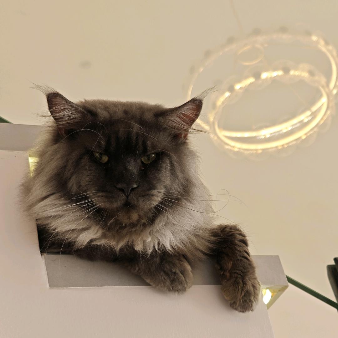 大壮是只缅因猫