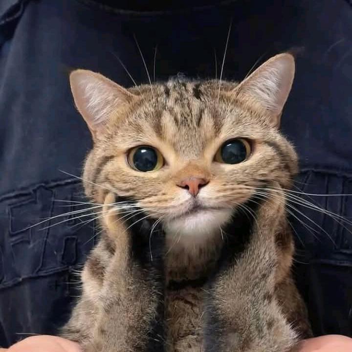 Sut Jat