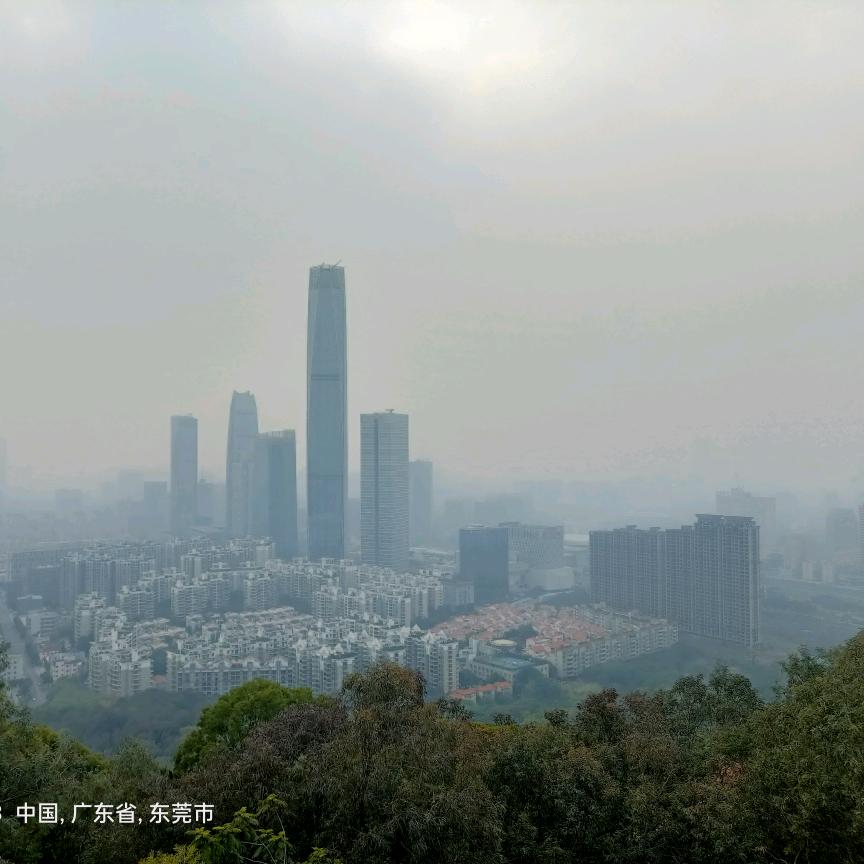 萌猫爱戏耍枫叶