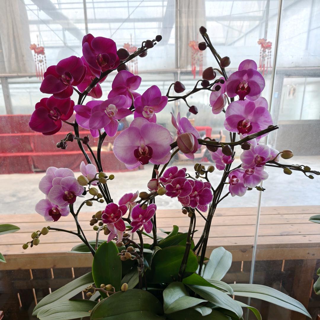 禅花兰艺