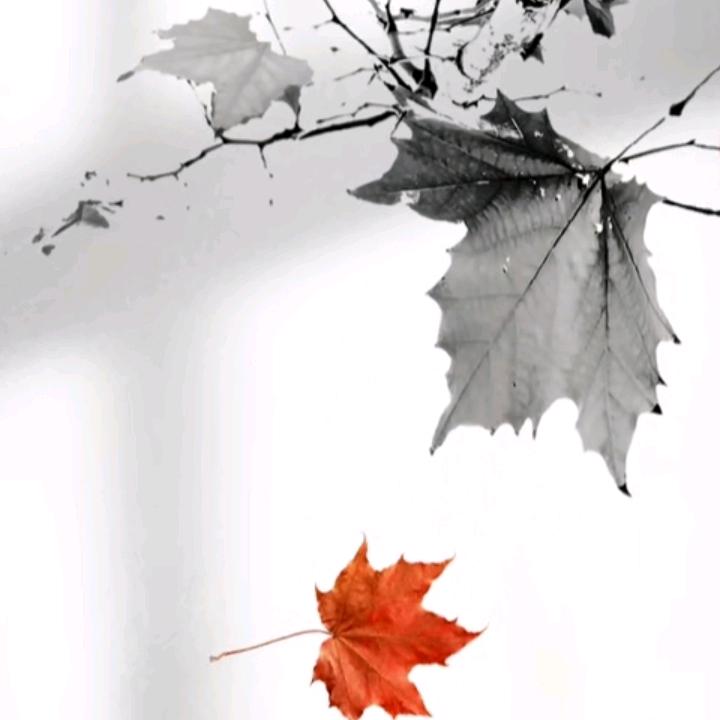 叶落知秋