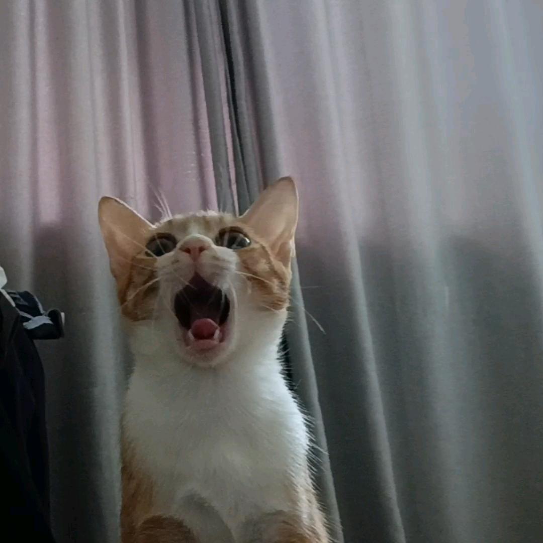 嗯哼(￣∀￣)
