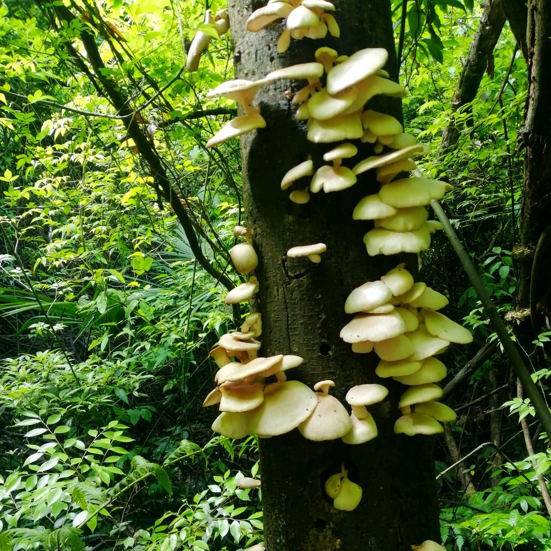 菌不见黄鹤之税天上来