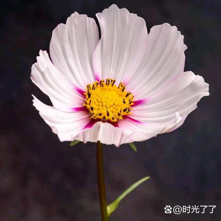 &潮汕 仙草粿&