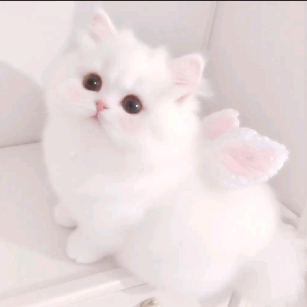 小花灵（三角洲行动）