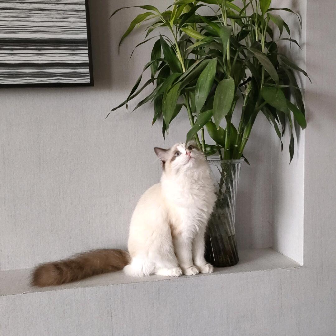 六月