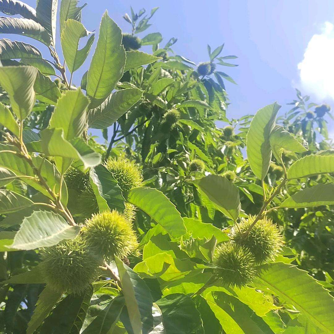 傈僳水寨康养旅居～小艺