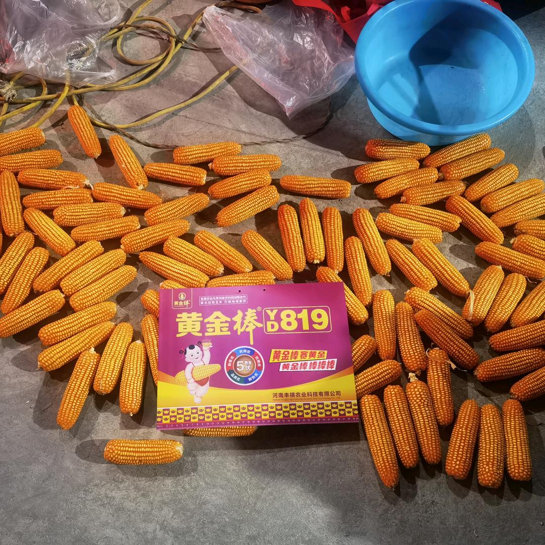 驻马店金禾种业