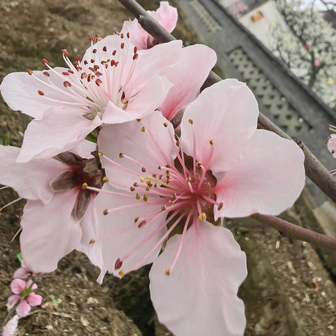 格力中央空调，宋妹儿