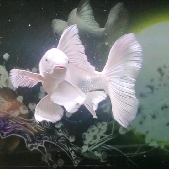 如梦-精品蝴蝶鲤