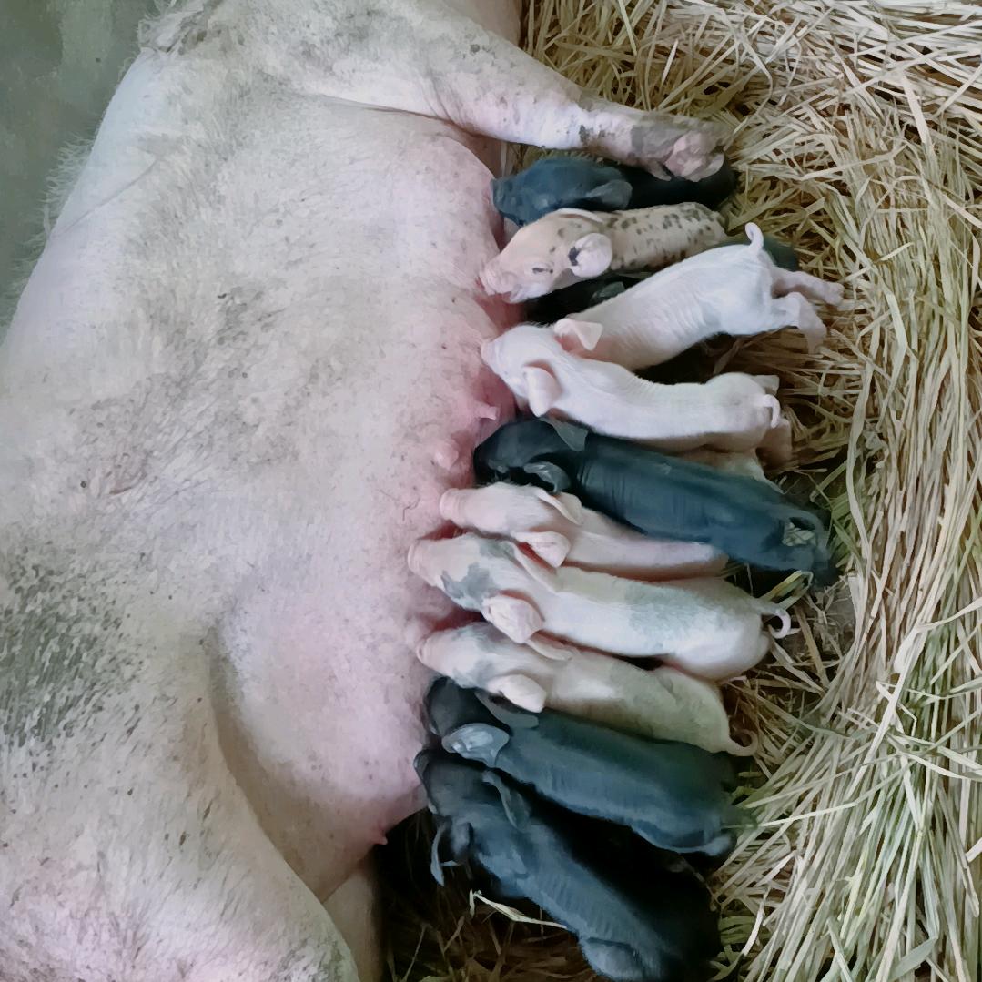 农村猪妹(小陈）