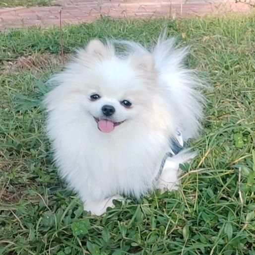 小阿瑞