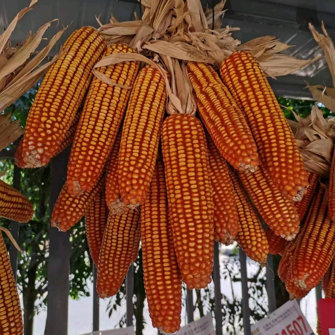 沧源县安海村老陈种子化肥农药