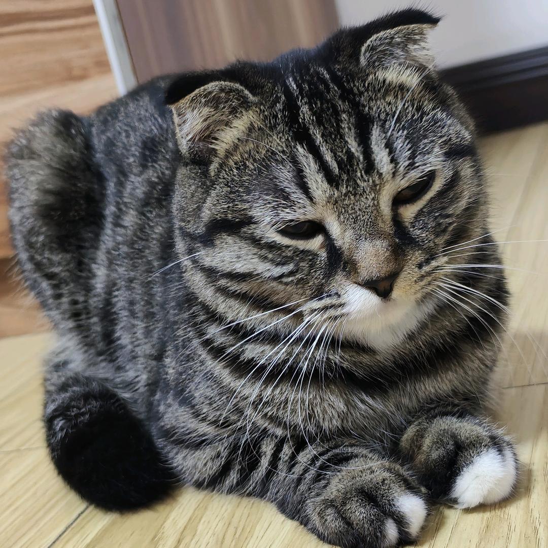 @我和我的猫[招财]